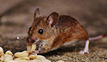 24 Hour & Emergency Exterminators in Kirby, OH